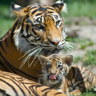 Baby Bengals Are GRRRREAT! - Baby Animal Zoo