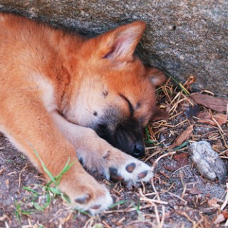 Dingo Babies – Nobody Gets Eaten! | Baby Animal Zoo