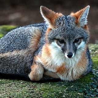 Gray Fox Kits - Baby Animal Zoo