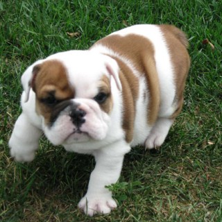 Bently The Baby Bulldog - Baby Animal Zoo