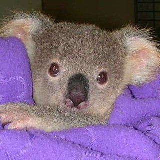 Koala “Bears” Aren’t Really Bears At All! - Baby Animal Zoo