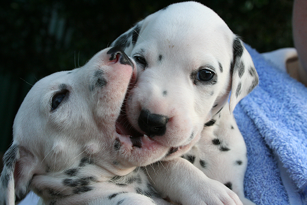 dalmatian-puppies-playing | Baby Animal Zoo