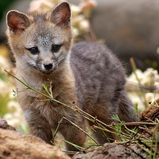 Gray Fox Kits - Baby Animal Zoo