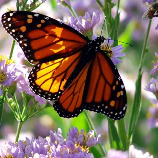 Baby Monarch Butterflies are Cute Caterpillars! - Baby Animal Zoo