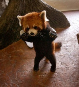 original_danger-baby-red-panda-28656-1233077173-9 | Baby Animal Zoo