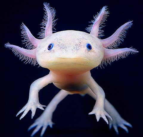 white-mex-water-salamander.jpg