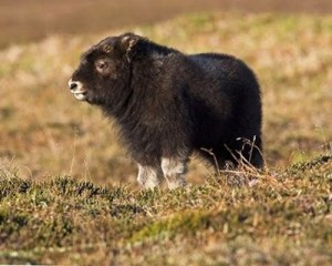 musk-ox-baby-cute-picture | Baby Animal Zoo