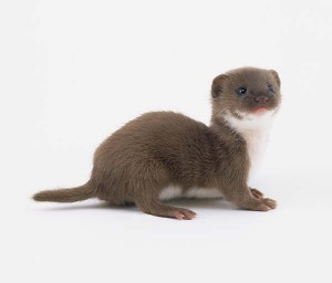 Baby Weasels Will Weasel Their Way Into Your Heart! - Baby Animal Zoo