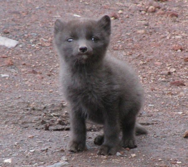 arctic wolf pup
