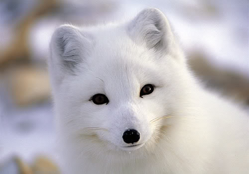 Arctic Fox Cubs