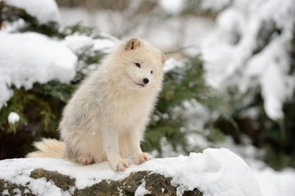 Arctic Foxes Will Warm Your Heart | Baby Animal Zoo Cute Baby Arctic Wolf